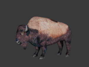 bison Model 3D