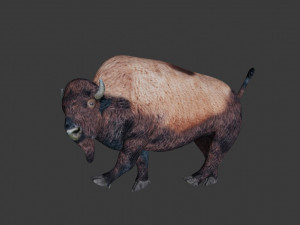 bison Model 3D