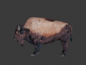 bison Model 3D