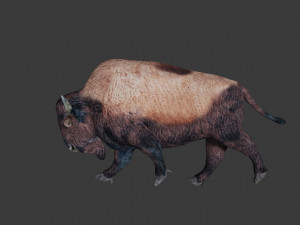 bison Model 3D