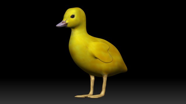 duckling 3D 模型 .c4d .max .obj .3ds .fbx .stl .blend 