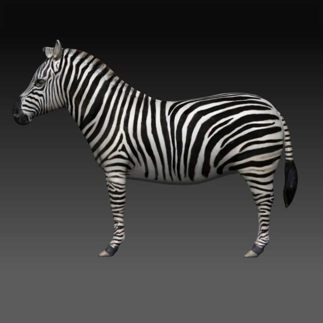 zebra 3D 模型 .c4d .max .obj .3ds .fbx .stl .blend 