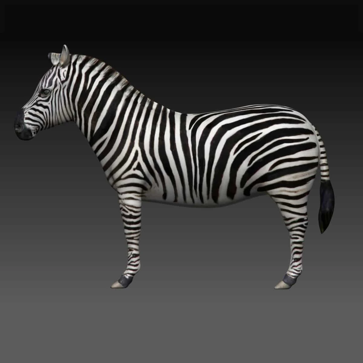 zebra 3D Model .c4d .max .obj .3ds .fbx .stl .blend 