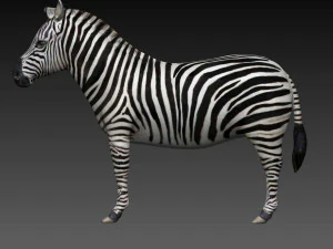 ゼブラ 3Dモデル