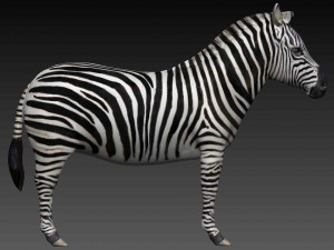zebra 3D 模型