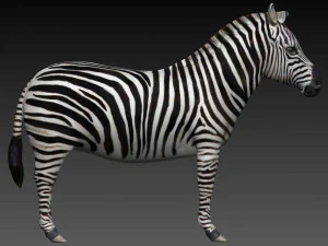 zebra 3D Model