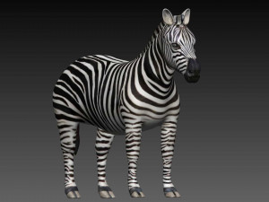 zebra 3D 模型
