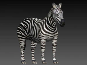 zebra 3D Model