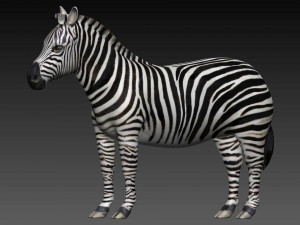 zebra 3D 模型