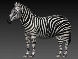zebra 3D Model