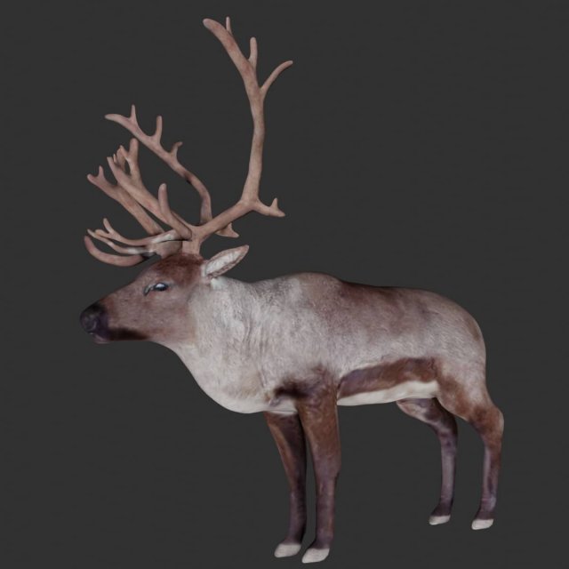 reindeer Model 3D .c4d .max .obj .3ds .fbx .stl .blend 
