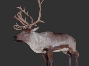 reindeer 3Dモデル