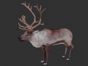 reindeer Model 3D
