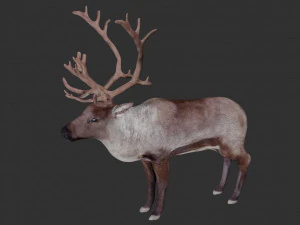 reindeer 3D Model