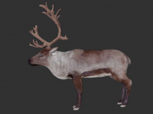 reindeer Model 3D