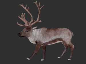 reindeer Model 3D