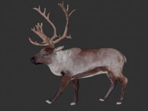 reindeer 3D Model
