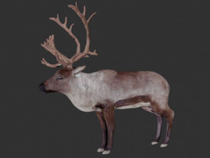 reindeer Model 3D