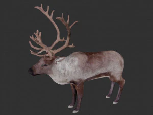 reindeer 3D Model