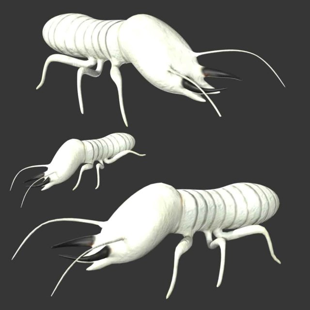 termite soldier 3D 模型 .c4d .max .obj .3ds .fbx .stl .blend