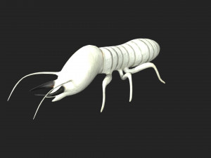 termite soldier 3D 模型