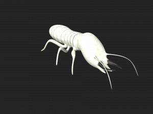 termite soldier 3D 模型