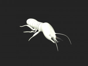 termite soldier 3D 模型