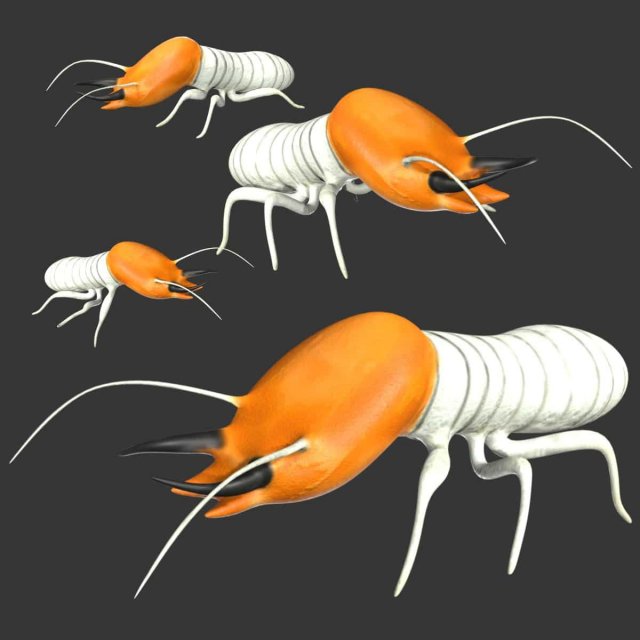 termite soldier Model 3D .c4d .max .obj .3ds .fbx .stl .blend 