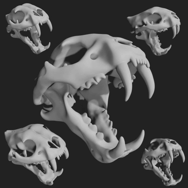 tiger skull Modello 3D .c4d .max .obj .3ds .fbx .stl .blend 
