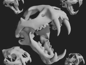 cr&aacute;neo de tigre Modelo 3D