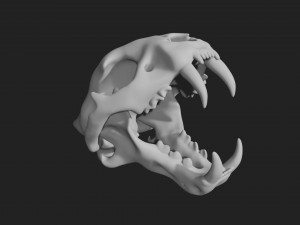 tiger skull Modello 3D