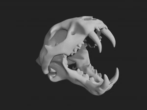 czaszka tygrysa Model 3D