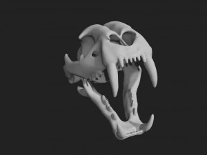 czaszka tygrysa Model 3D