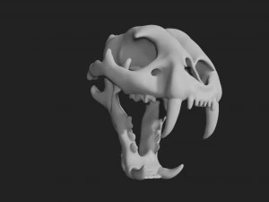 czaszka tygrysa Model 3D