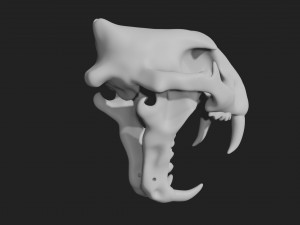 tiger skull Modello 3D