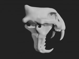 czaszka tygrysa Model 3D