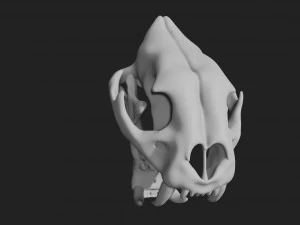 czaszka tygrysa Model 3D