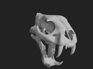 tiger skull Modello 3D
