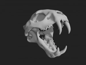 czaszka tygrysa Model 3D