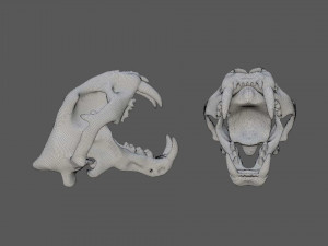 tiger skull Modello 3D