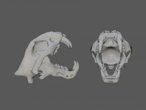 czaszka tygrysa Model 3D