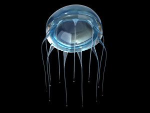 jelly fish jellyfish 3D Model