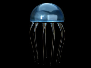 jelly fish jellyfish Modello 3D