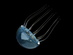 jelly fish jellyfish Modello 3D