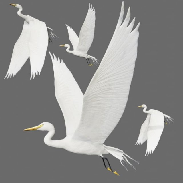 egret heron crane bird Model 3D .c4d .max .obj .3ds .fbx .stl .blend