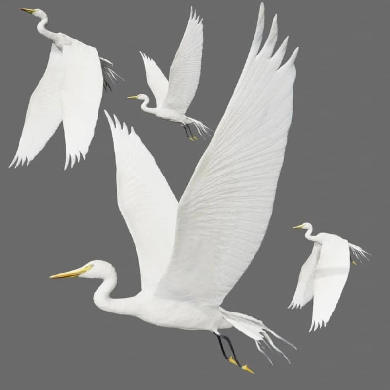 egret heron crane bird 3D Model .c4d .max .obj .3ds .fbx .stl .blend 