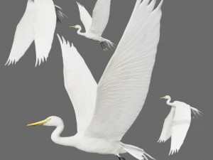 egret heron crane bird 3D Model