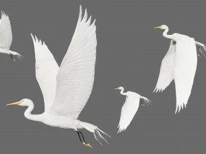 egret heron crane bird Model 3D