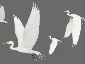 egret heron crane bird 3D Model