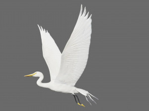 egret heron crane bird Model 3D